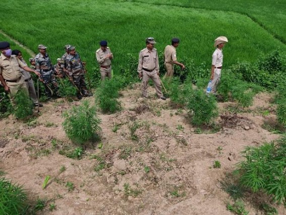 Police destroyed 10,000 cannabis saplings in Rahimpur under Sonamura Subdivision Police destroyed 10,000 cannabis saplings in Rahimpur under Sonamura Subdivision